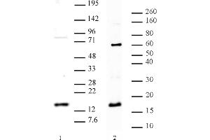 Histone H3 dimethyl Arg8 asymmetric pAb tested by Western blot. (Histone 3 抗体  (2meArg8 (asymetric)))