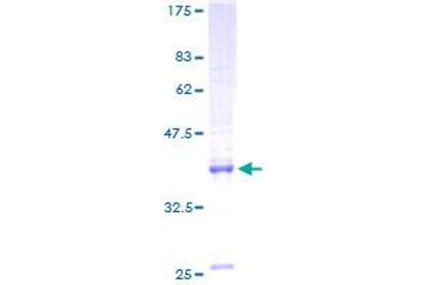 MRPS17 Protein (AA 1-130) (GST tag)