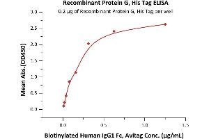 Immobilized Recombinant Protein G, His Tag (ABIN2181670,ABIN2181669,ABIN4370274) at 2 μg/mL (100 μL/well) can bind Biotinylated Human IgG1 Fc, Avitag (ABIN5674596,ABIN6253700) with a linear range of 0. (Protein G Protein (His tag))