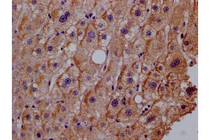 Immunohistochemistry of paraffin-embedded human adrenal gland tissue using ABIN7156606 at dilution of 1:100 (IL28RA 抗体  (AA 21-228))