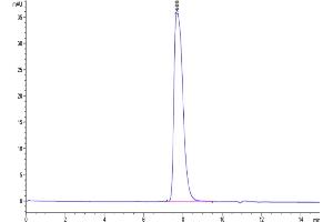 The purity of Biotinylated Human GPA33 is greater than 95 % as determined by SEC-HPLC. (GPA33 Protein (His-Avi Tag,Biotin))