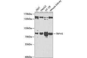 Western blot analysis of extracts of various cell lines, using TRPV5 antibody (ABIN6128841, ABIN6149606, ABIN6149607 and ABIN6222132) at 1:1000 dilution.