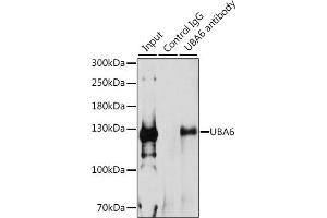 Immunoprecipitation analysis of 200 μg extracts of 293T cells, using 3 μg UB antibody (ABIN6129502, ABIN6149769, ABIN6149771 and ABIN6223415). (UBA6 抗体  (AA 1-260))
