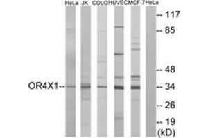Western blot analysis of extracts from HeLa/Jurkat/HuvEc/MCF-7/COLO cells, using OR4X1 Antibody. (OR4X1 抗体  (AA 256-305))