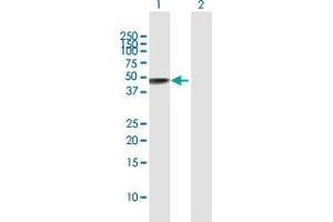 Western Blot analysis of GLA expression in transfected 293T cell line by GLA MaxPab polyclonal antibody. (GLA 抗体  (AA 1-429))