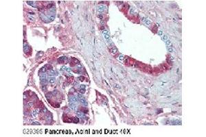 Immunohistochemical staining of JAG1 using anti-Jagged-1 (human), mAb (J1G53-3)  in Pancreas, Acini and Duct (2. (JAG1 抗体)