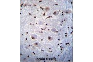 X6 Antibody (ABIN656844 and ABIN2846051) immunohistochemistry analysis in formalin fixed and raffin embedded human brain tissue followed by peroxidase conjugation of the secondary antibody and DAB staining. (PAX6 抗体)