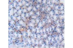 IHC-P analysis of Mouse Kidney Tissue, with DAB staining. (Albumin 抗体)