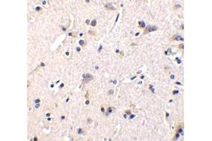 Image no. 1 for anti-GDNF Family Receptor alpha 1 (GFRA1) (AA 369-382) antibody (ABIN201472) (GFRA1 抗体  (AA 369-382))