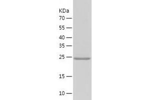 COX4NB Protein (AA 1-210) (His tag)