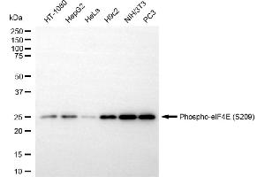 anti-Eukaryotic Translation Initiation Factor 4E (EIF4E) (pSer209) antibody