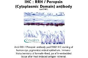 Image no. 1 for anti-Peropsin (RRH) (3rd Cytoplasmic Domain) antibody (ABIN1738966) (Peropsin 抗体  (3rd Cytoplasmic Domain))
