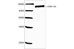 Western blot analysis of H1N1 HA recombinant protein using H1N1 HA Antibody (ABIN399080, 1 µg/mL) The signal was developed with IRDyeTM 800 Conjugated Goat Anti-Rabbit IgG. (Hemagglutinin 抗体  (AA 200-250))