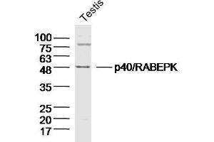 Mouse testis lysates probed with p40/RABEPK Polyclonal Antibody  at 1:300 overnight at 4°C followed by a conjugated secondary antibody for 60 minutes at 37°C. (RABEPK 抗体  (AA 51-150))