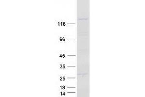 Western Blotting (WB) image for Protein Tyrosine Phosphatase F Interacting Protein 1 (PPFIA1) (Transcript Variant 1) protein (Myc-DYKDDDDK Tag) (ABIN2724834)