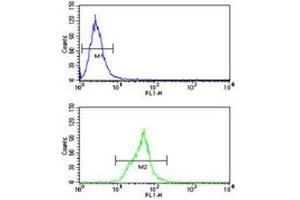 Neprilysin antibody flow cytometry analysis of Ramos cells (green) compared to a negative control (blue). (MME 抗体  (AA 506-534))