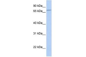 WB Suggested Anti-CABC1 Antibody Titration:  0. (COQ8A 抗体  (N-Term))