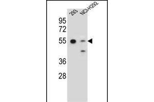 GNAS Antibody (C-term) (ABIN656989 and ABIN2850497) western blot analysis in 293,NCI- cell line lysates (35 μg/lane). (GNAS 抗体  (C-Term))