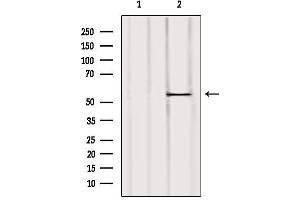 Western blot analysis of extracts from Mouse liver, using UGT2B7 Antibody. (UGT2B7 抗体)