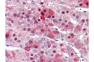 Human Adrenal (formalin-fixed, paraffin-embedded) stained with NDC80at 5 µg/ml followed by biotinylated anti-goat IgG secondary antibody, alkaline phosphatase-streptavidin and chromogen. (NDC80 抗体  (C-Term))