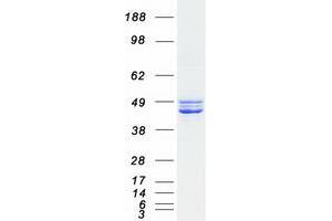 Western Blotting (WB) image for Creatine Kinase, Mitochondrial 2 (Sarcomeric) (CKMT2) (Transcript Variant 1) protein (Myc-DYKDDDDK Tag) (ABIN2712840)