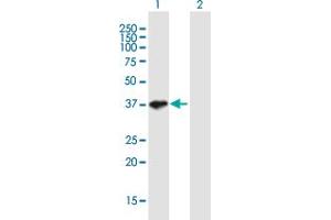 Western Blot analysis of SGOL1 expression in transfected 293T cell line by SGOL1 MaxPab polyclonal antibody.