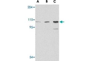 Western blot analysis of GRIK1 in P815 cell lysate with GRIK1 polyclonal antibody  at (A) 0. (GRIK1 抗体  (C-Term))
