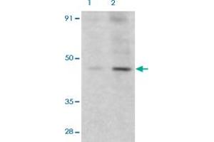 Western Blot (Cell lysate) analysis of HeLa cells with 2 ug/mL DFFA polyclonal antibody . (DFFA 抗体  (AA 2-21))