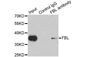 Immunoprecipitation (IP) image for anti-Fibrillarin (FBL) antibody (ABIN3021515)