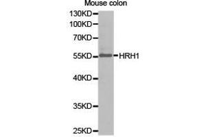 Western Blotting (WB) image for anti-Histamine Receptor H1 (HRH1) antibody (ABIN1873083)