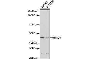 Western blot analysis of extracts of various cell lines, using HTR2B Rabbit pAb (ABIN6127310, ABIN6142069, ABIN6142070 and ABIN6221320) at 1:1000 dilution. (Serotonin Receptor 2B 抗体  (AA 382-481))