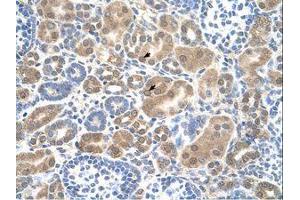 Image no. 1 for anti-Solute Carrier Family 38 Member 1 (SLC38A1) (AA 211-260) antibody (ABIN205011) (SLC38A1 抗体  (AA 211-260))