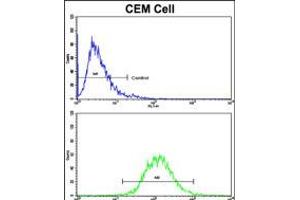 Flow cytometric analysis of CEM cells using HMHA1 Antibody (bottom histogram) compared to a negative control cell (top histogram). (HMHA1 抗体  (AA 877-903))