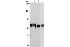 Western Blotting (WB) image for anti-K-Cadherin (CDH6) antibody (ABIN2429322) (CDH6 抗体)