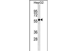 Western blot analysis in HepG2 cell line lysates (35ug/lane). (SRCRB4D 抗体  (AA 165-191))