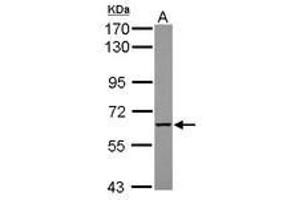 Image no. 2 for anti-Myotubularin Related Protein 9 (MTMR9) (AA 254-428) antibody (ABIN1499593) (MTMR9 抗体  (AA 254-428))