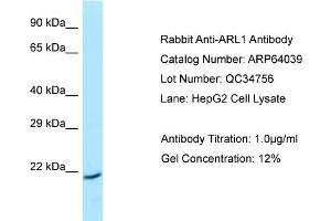 Western Blotting (WB) image for anti-ADP Ribosylation Factor Like GTPase 1 (ARL1) (C-Term) antibody (ABIN2789707) (ARL1 抗体  (C-Term))