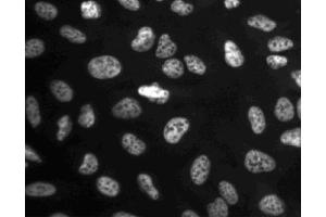 Immunofluorescent staining of U-2 OS (ATCC HTB-96) cells. (CDC5L 抗体  (AA 109-303))