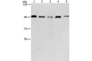 Western Blot analysis of HepG2, K562, Jurkat, 231 and hela cell using CDC46 Polyclonal Antibody at dilution of 1:475 (MCM5 抗体)