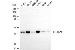 Western blotting analysis using HLAF antibody (ABIN7798985).
