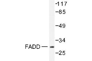 Image no. 1 for anti-Fas (TNFRSF6)-Associated Via Death Domain (FADD) antibody (ABIN271887) (FADD 抗体)