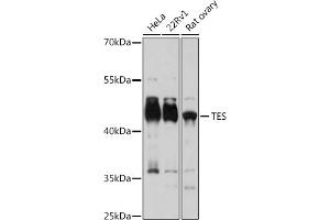 Western blot analysis of extracts of various cell lines, using TES antibody (ABIN7270772) at 1:3000 dilution. (TES 抗体  (AA 1-260))