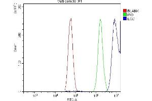 Flow Cytometry analysis of U87 cells using anti-SGT1/ECD antibody (ABIN7601917). (ECD/SGT1 抗体  (AA 50-632))