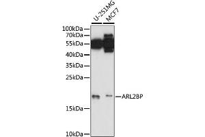 Western blot analysis of extracts of various cell lines, using BP antibody (ABIN7265492) at 1:1000 dilution. (ARL2BP 抗体  (AA 1-100))