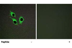 Immunofluorescence analysis of HepG2 cells, using ANO9 polyclonal antibody .