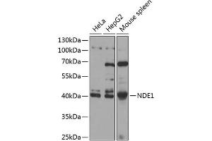 Western blot analysis of extracts of various cell lines, using NDE1 antibody  at 1:1000 dilution. (NDE1 抗体  (AA 1-110))