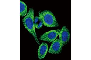 Confocal immunofluorescent analysis of ADIPOR2 Antibody (Center) (ABIN651298 and ABIN2840176) with Hela cell followed by Alexa Fluor? (Adiponectin Receptor 2 抗体  (AA 45-72))