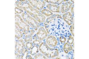 Immunohistochemistry of paraffin-embedded mouse kidney using COX6A1 antibody. (COX6A1 抗体  (AA 25-109))