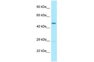 WB Suggested Anti-UQCRC2 Antibody Titration: 1. (UQCRC2 抗体  (C-Term))