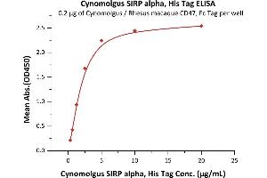 Signal-Regulatory Protein alpha (SIRPA) (AA 31-370) (Active) protein (His tag)